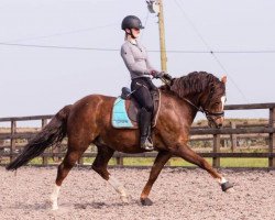 dressage horse Cameron 31 (German Warmblood, 2009, from Cedrik)