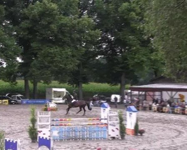 horse Nemo 260 (German Warmblood, 2003, from Nariston)