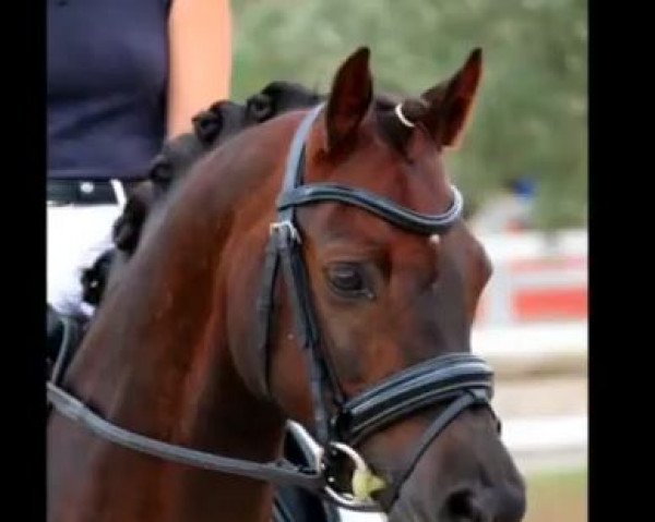 dressage horse Cedrik's Boy (German Riding Pony, 2007, from Cedrik)
