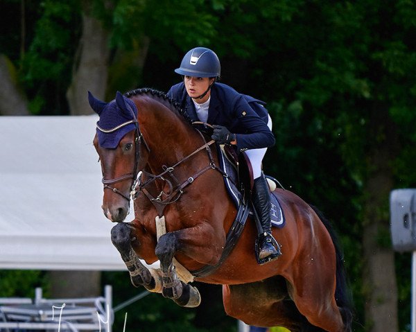 jumper Chardonnay 116 (German Sport Horse, 2016, from Tannenhof's Chacco Chacco)