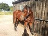 Dressurpferd Lady Cheyenne (Trakehner, 2010)