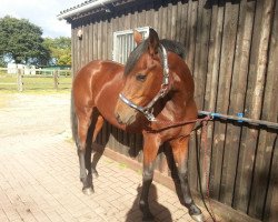 Dressurpferd Lady Cheyenne (Trakehner, 2010)