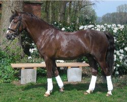 dressage horse Castello 200 (German Riding Pony, 2009, from Cedrik)