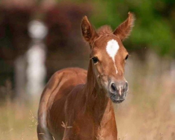 Pferd Diamant Explosion Van het Rozenbos (Belgisches Warmblut, 2022, von Washington van het Klavertje)