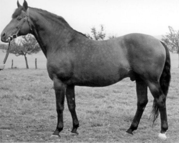 stallion Suomar (Trakehner, 1940, from Pythagoras)
