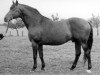 stallion Suomar (Trakehner, 1940, from Pythagoras)