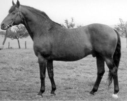 stallion Suomar (Trakehner, 1940, from Pythagoras)