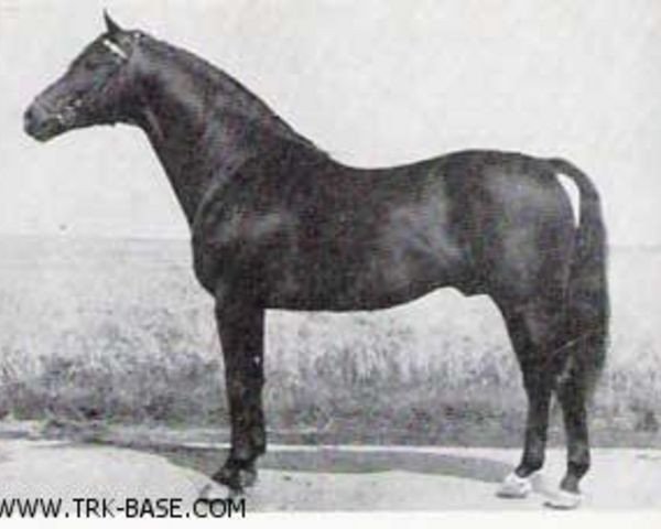 stallion Reichsfuerst (Trakehner, 1951, from Suomar)