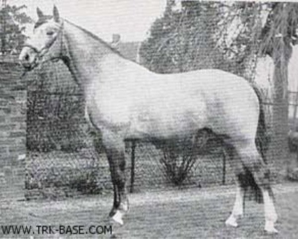 stallion Frohsinn (Trakehner, 1961, from Reichsfuerst)
