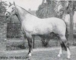 stallion Frohsinn (Trakehner, 1961, from Reichsfuerst)