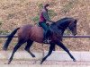 stallion Red Patrick xx (Thoroughbred, 1993, from Red Sunset xx)