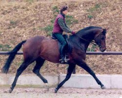 stallion Red Patrick xx (Thoroughbred, 1993, from Red Sunset xx)