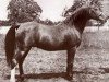 stallion Feysul 1894 RAS (Arabian thoroughbred, 1894, from Ibn Nura 1876 RAS)