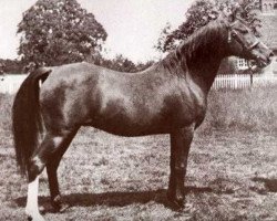 stallion Feysul 1894 RAS (Arabian thoroughbred, 1894, from Ibn Nura 1876 RAS)