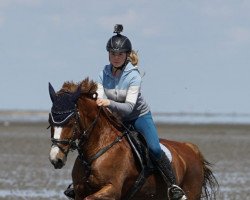 dressage horse Consuelo CH (German Riding Pony, 2007, from Cedrik)