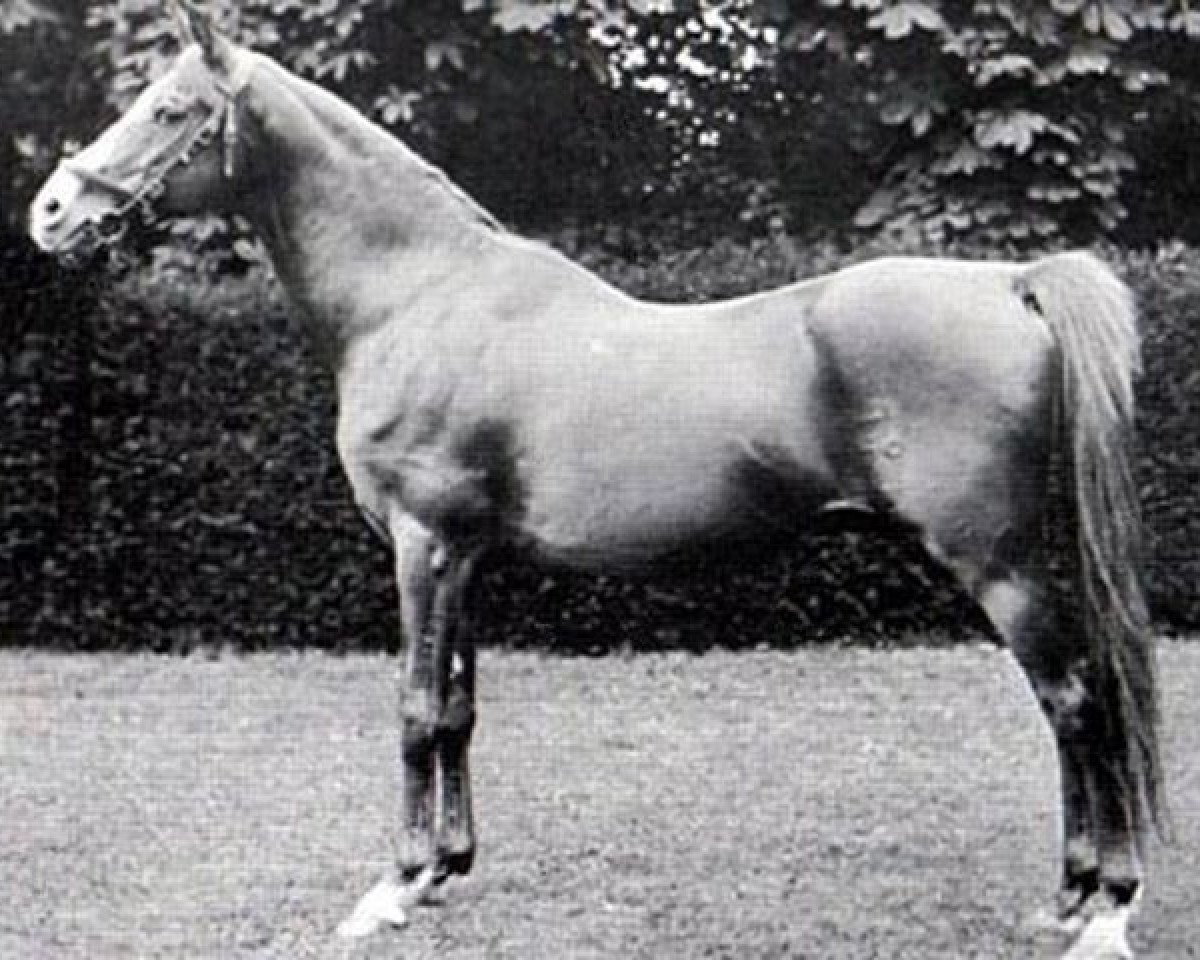 stallion Ibn Yashmak 1902 EAO (Arabian purebred, 1902, from Feysul 1894 RAS)