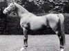 stallion Ibn Yashmak 1902 EAO (Arabian thoroughbred, 1902, from Feysul 1894 RAS)