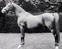 stallion Ibn Yashmak 1902 EAO (Arabian thoroughbred, 1902, from Feysul 1894 RAS)