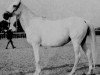 broodmare Kateefa EAO (Arabian thoroughbred, 1938, from Shahloul 1931 RAS)