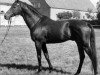 horse Blaubart xx (Thoroughbred, 1966, from Bürgermeister xx)