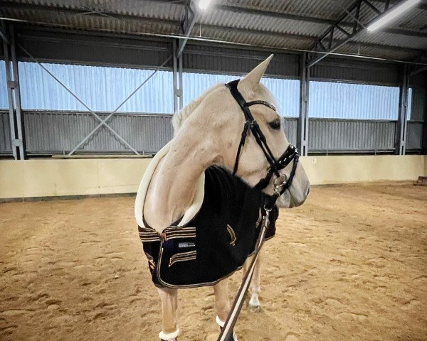 dressage horse Goldmarie 63 (Pony without race description, 2018)