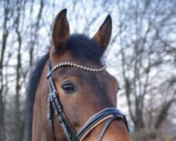 dressage horse Ceto (German Riding Pony, 2011, from Cedrik)