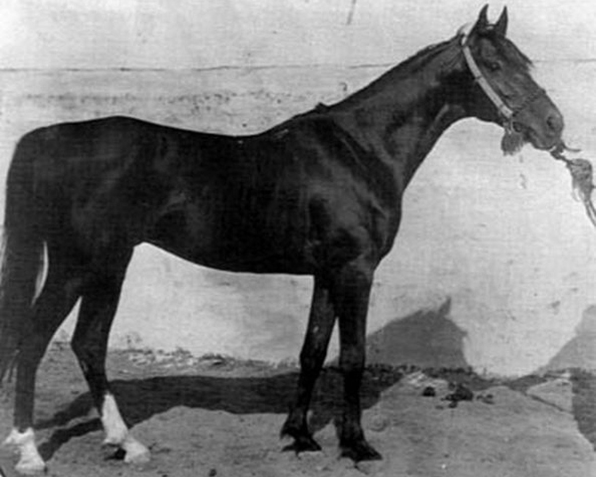 stallion Saadun 1906 DB (Arabian purebred, 1906, from Obeyan Sherrak ox)