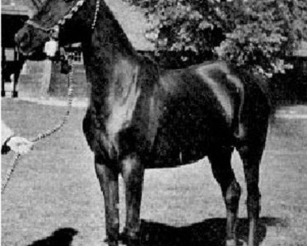 broodmare Durra RAS (Arabian thoroughbred, 1917, from Saadun 1906 DB)