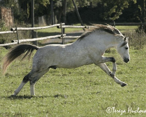 Deckhengst Bonsay (Welsh Pony (Sek.B), 1995, von Breeton Bric)
