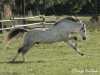 stallion Bonsay (Welsh-Pony (Section B), 1995, from Breeton Bric)