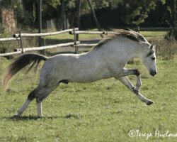 stallion Bonsay (Welsh-Pony (Section B), 1995, from Breeton Bric)