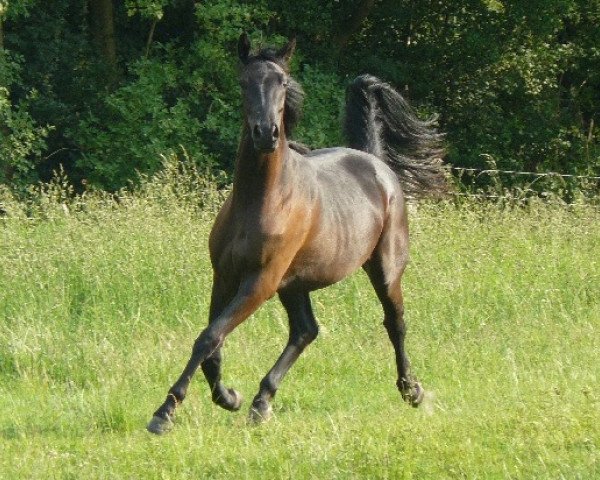 Zuchtstute Stella Mia (Rheinländer, 2009, von Sergio Rossi)