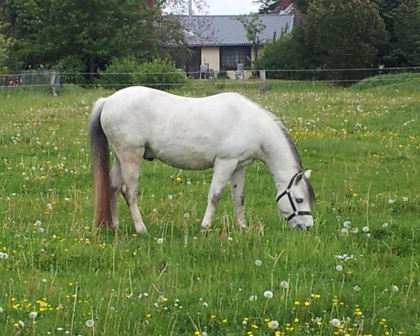 horse Golden Suns Butterfly (Welsh-Pony (Section B), 2003, from Bonsay)