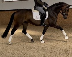 dressage horse Fräulein Frieda (Hanoverian, 2014, from Fantastic)