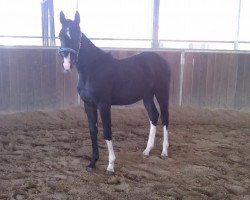 horse Taluna 5 (Oldenburg show jumper, 2012, from Cassineto)