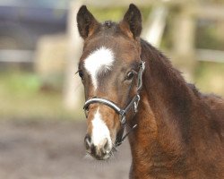 Zuchtstute Petit Penelope (Deutsches Reitpony, 2016, von Petit Comme Ca Va)