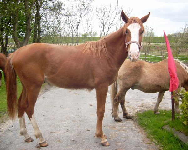 Pferd Wamiro (Hannoveraner, 2012, von Weltmeyer)