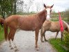 horse Wamiro (Hanoverian, 2012, from Weltmeyer)