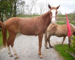 horse Wamiro (Hanoverian, 2012, from Weltmeyer)