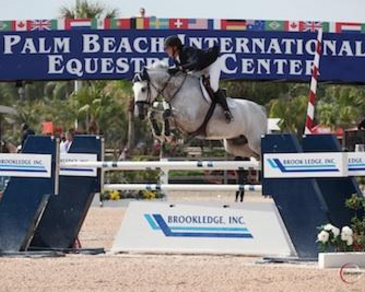 Zuchtstute Centoia Van 't Roosakker (Belgisches Warmblut, 2002, von Cento)