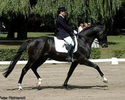 stallion Finckenstein TSF (Trakehner, 2002, from Latimer)