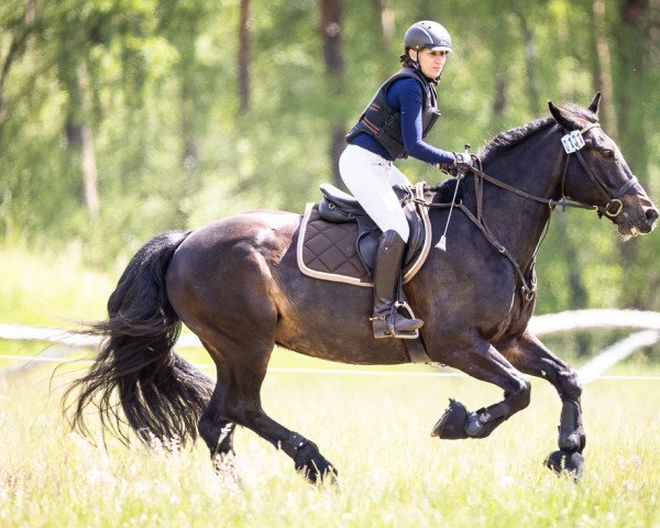 dressage horse Boher Prince (Irish Sport Horse, 2013)