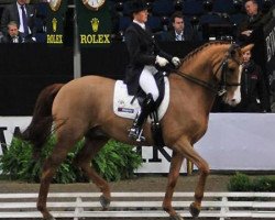 dressage horse Le Bo (Hanoverian, 1993, from Lauries Crusador xx)