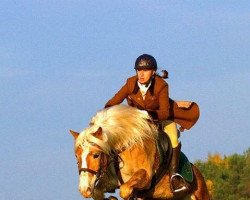 horse Weltsturm 3 (Haflinger, 2003, from Weltwind)