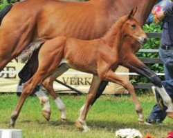 dressage horse Romantiker (Oldenburg, 2012, from Glock's Romanov)