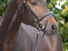 dressage horse Fiderruhm (Hanoverian, 2009, from Fidertanz)