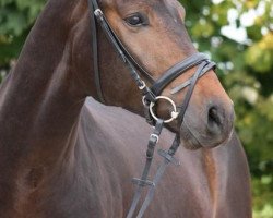 dressage horse Fiderruhm (Hanoverian, 2009, from Fidertanz)