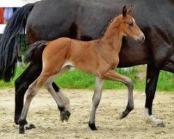 broodmare Grazia Martina (Oldenburg, 2012, from De Martino)