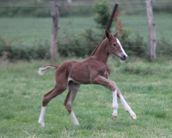 jumper Baloufina HP (Hanoverian, 2022, from Jaloubet K VDL)