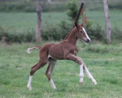 Springpferd Baloufina HP (Hannoveraner, 2022, von Jaloubet K VDL)